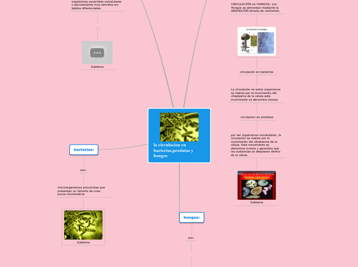 La Circulacion En Bacterias Protistas Y Ho Mind Map